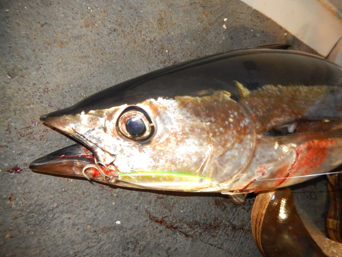 jigging for tuna Page 2 BASS BARN