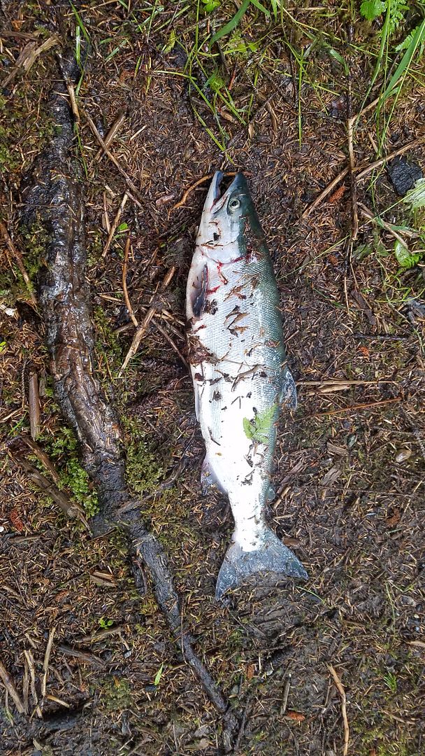yakutat personals Sport fish weekly fishing reports, alaska dept of fish & game. yakutat personals Sport fish weekly fishing reports, alaska dept of fish & game.