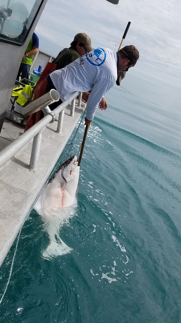 Slow Pitch jigging rods for halibut/ling cod Bloodydecks