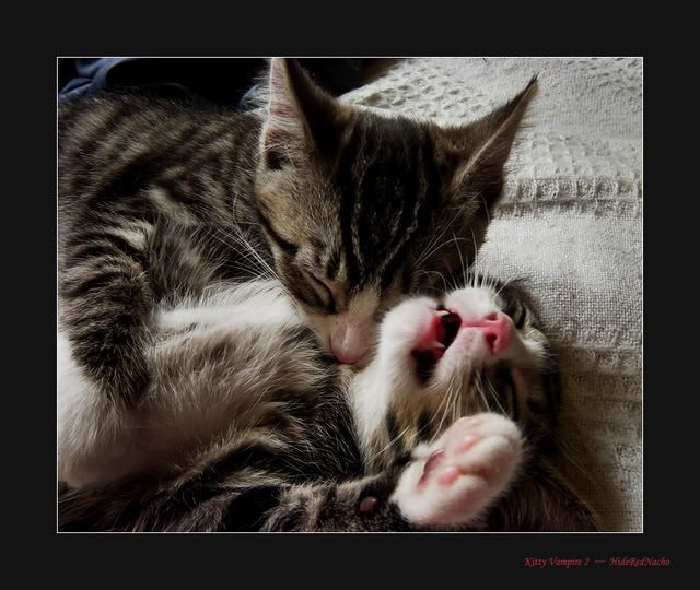 Photo Sharing and Video Hosting at Photobucket