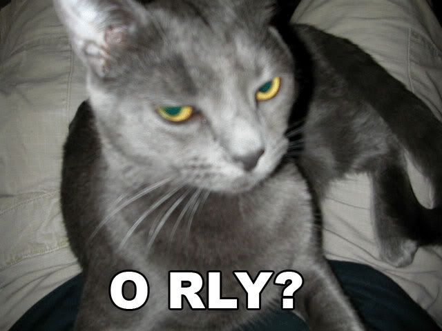 O-RLY-CAT.jpg