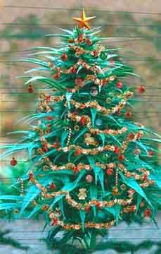  photo WAMM20Christmas20Tree.jpg