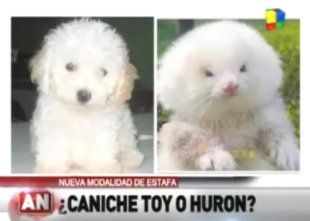  photo poodle-ferret-



lg_zpsc4ad7c5b.jpg