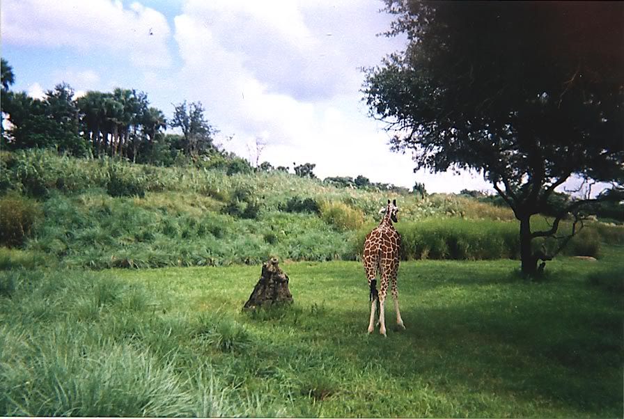 giraffeButt.jpg