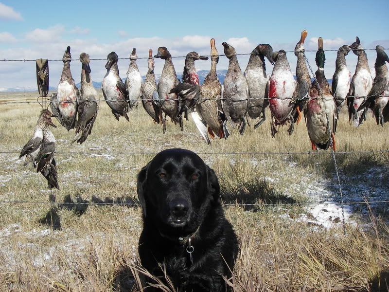 what you got so far this season Pennsylvania Duck Hunting