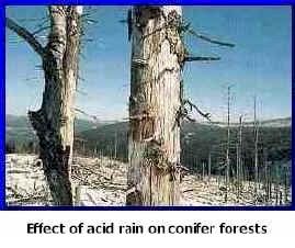 Acid+rain+effects+on+trees