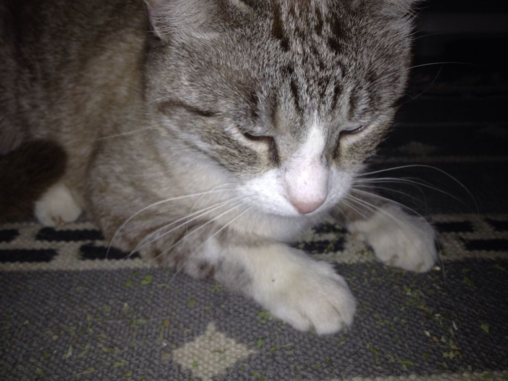 Uploaded from the Photobucket iPhone App