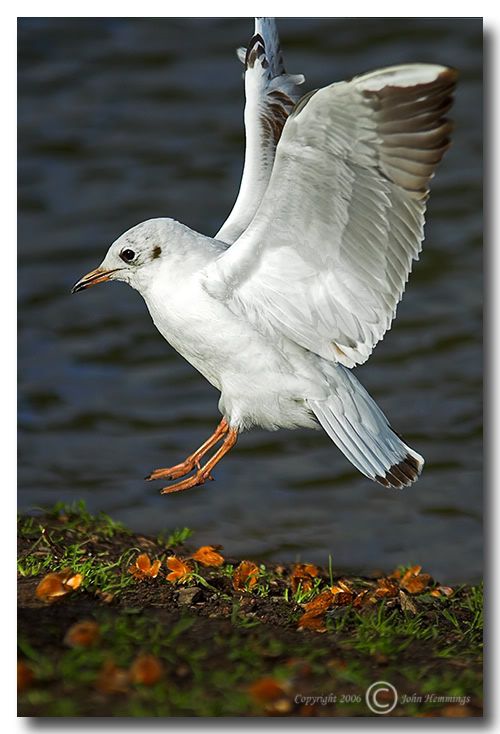 IMAGE: http://i2.photobucket.com/albums/y21/johnhem/BlackHeadedGull-1.jpg