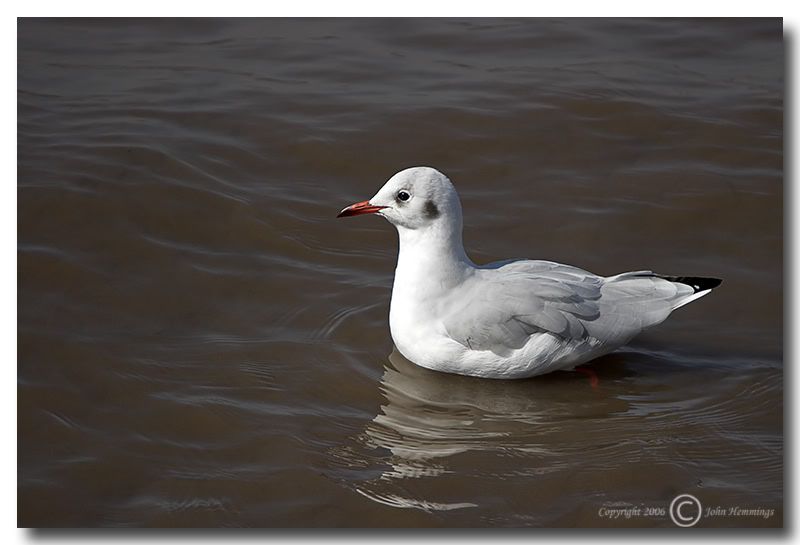 IMAGE: http://i2.photobucket.com/albums/y21/johnhem/BlackHeadedGull.jpg