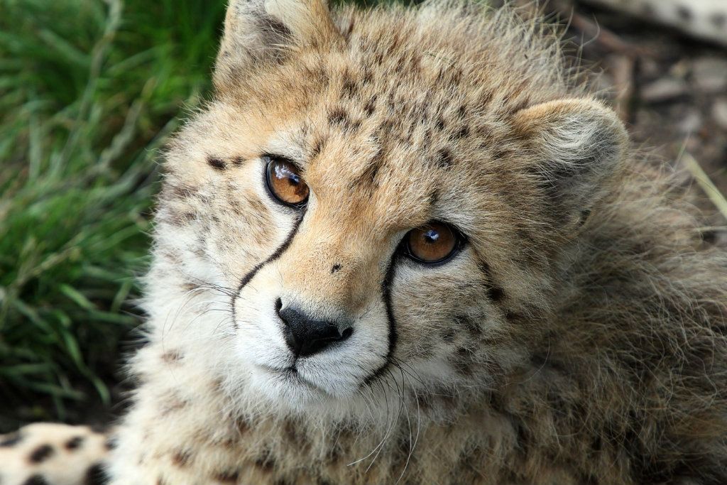 IMAGE: http://i2.photobucket.com/albums/y21/johnhem/Cheetah-21024.jpg