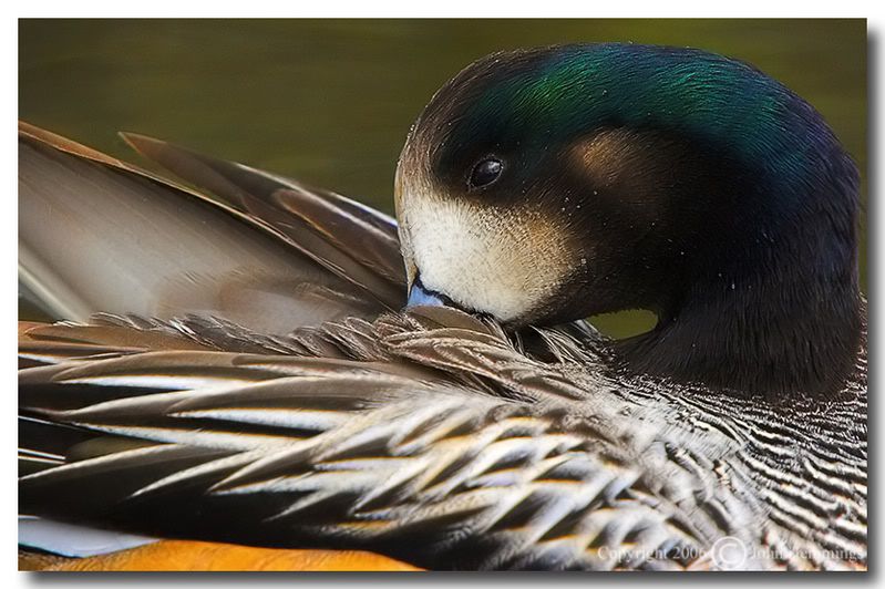 IMAGE: http://i2.photobucket.com/albums/y21/johnhem/ChiloeWigeon.jpg