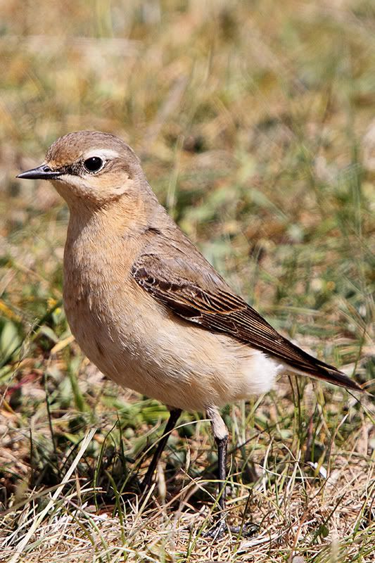 IMAGE: http://i2.photobucket.com/albums/y21/johnhem/Female-Wheatear1.jpg
