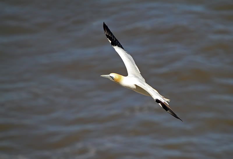 IMAGE: http://i2.photobucket.com/albums/y21/johnhem/Gannet-in-flight1.jpg