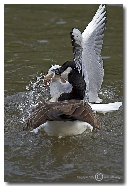 IMAGE: http://i2.photobucket.com/albums/y21/johnhem/Itsmybread.jpg