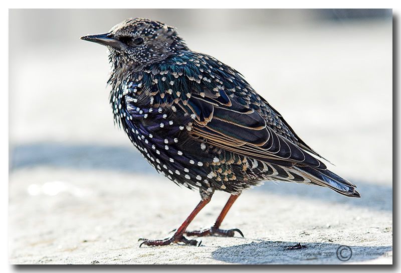 IMAGE: http://i2.photobucket.com/albums/y21/johnhem/JuvenileStarling.jpg