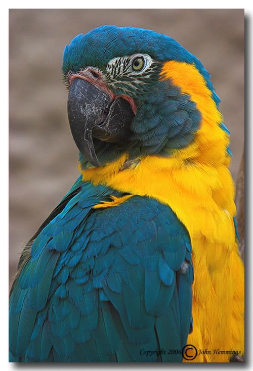 Blue Throated Macaw