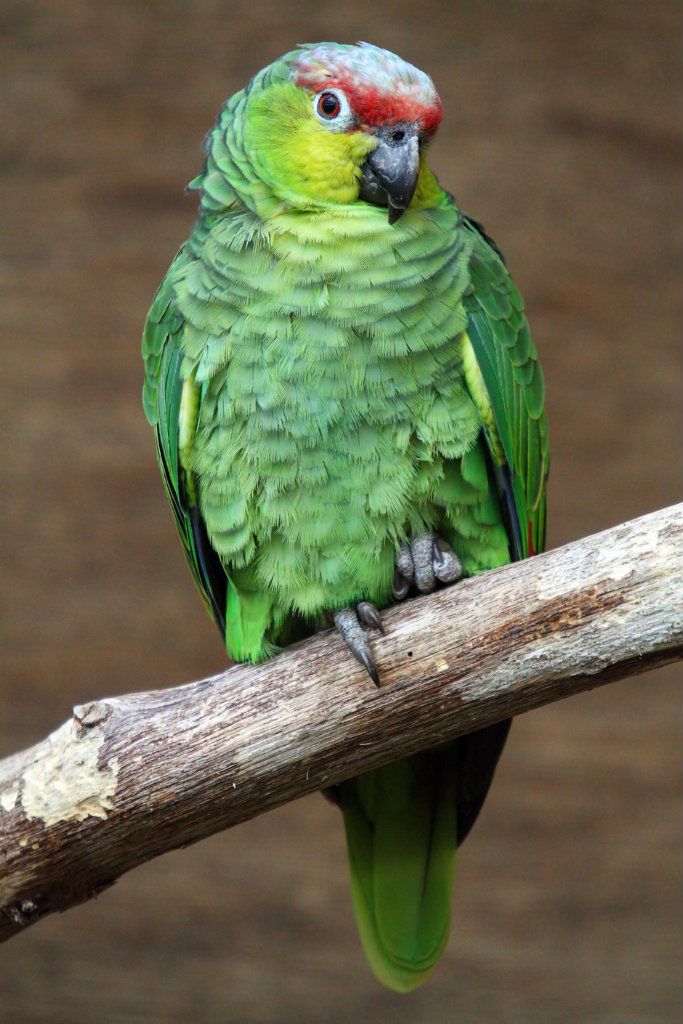 IMAGE: http://i2.photobucket.com/albums/y21/johnhem/Parrot-11024.jpg