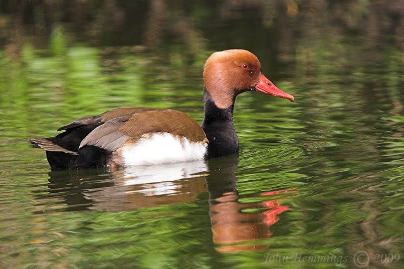 Red--crested-Pochard.jpg