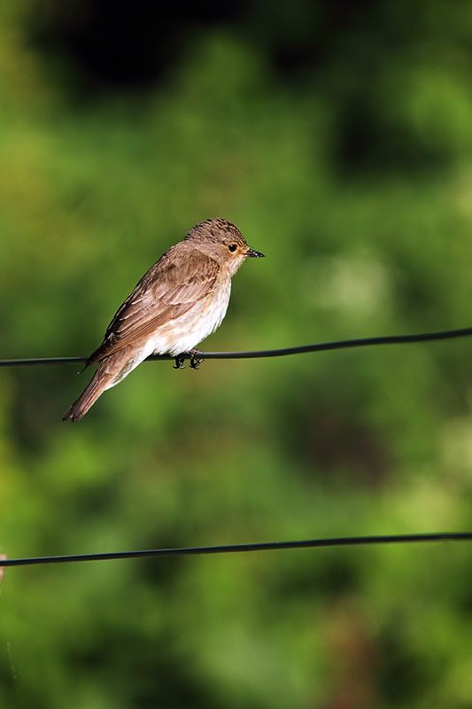 IMAGE: http://i2.photobucket.com/albums/y21/johnhem/Spotted-Flycatcher2.jpg