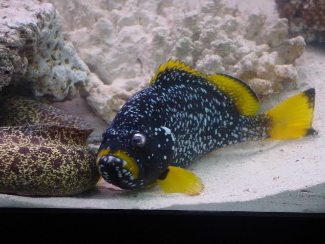 yellow grouper