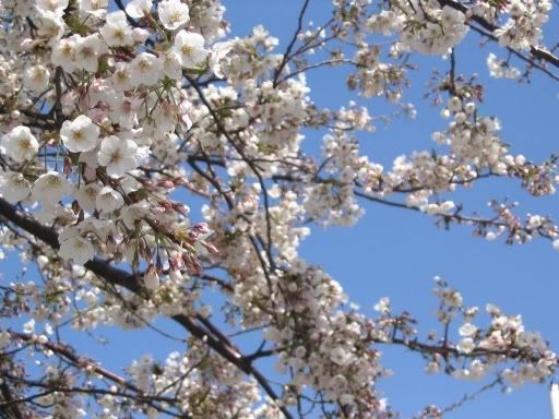 white sakura