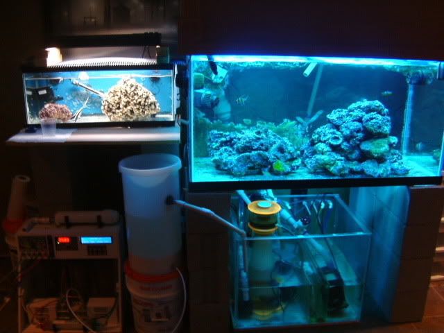 FishHoldingTank2008_0328001.jpg