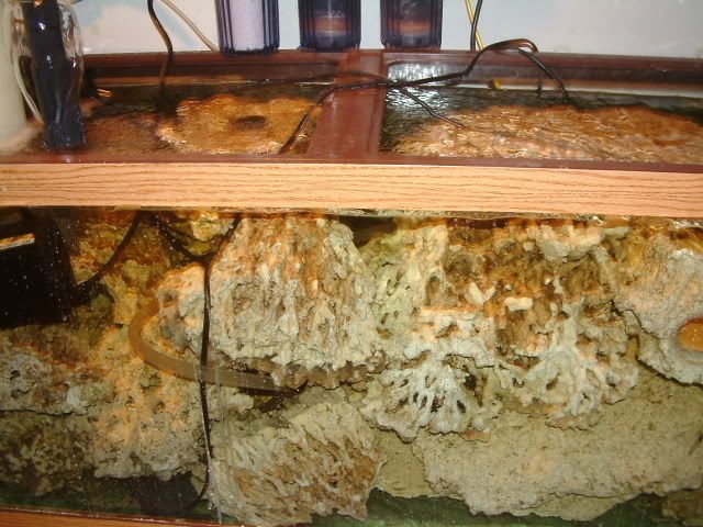Rock2008_0317002.jpg