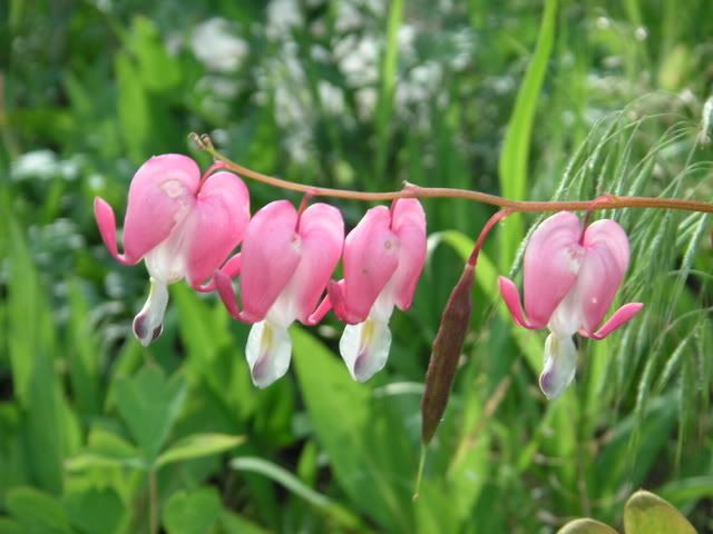 bleeding hearts, xoxoxoxo i miss moms garden