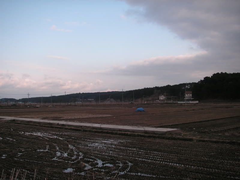 rice fields