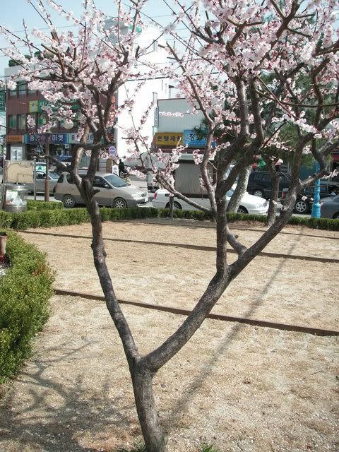 cherry blossoms