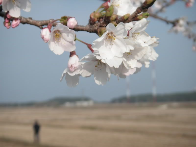 blossoms