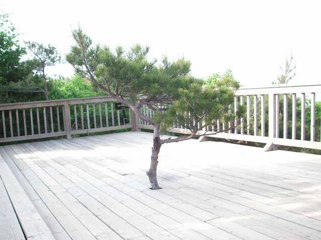 a little lonely tree, sticking out of the ground.