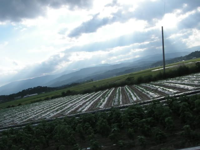 veggie fields.  i love veggies.