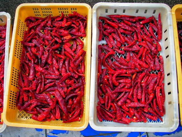 chilis are in season, almost every hajima (korean momma) grows them and dries them out