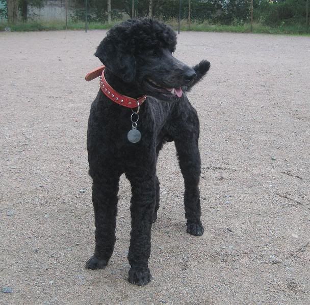 terrierklippt.jpg