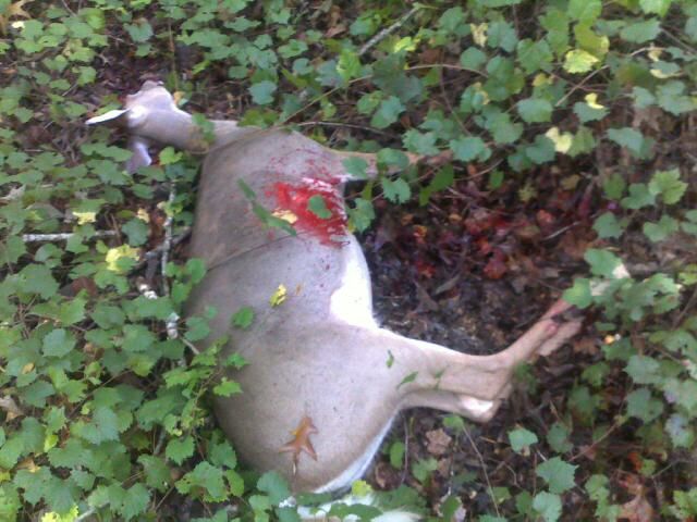 Dead Doe Deer