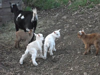 Polled or not? - Goats