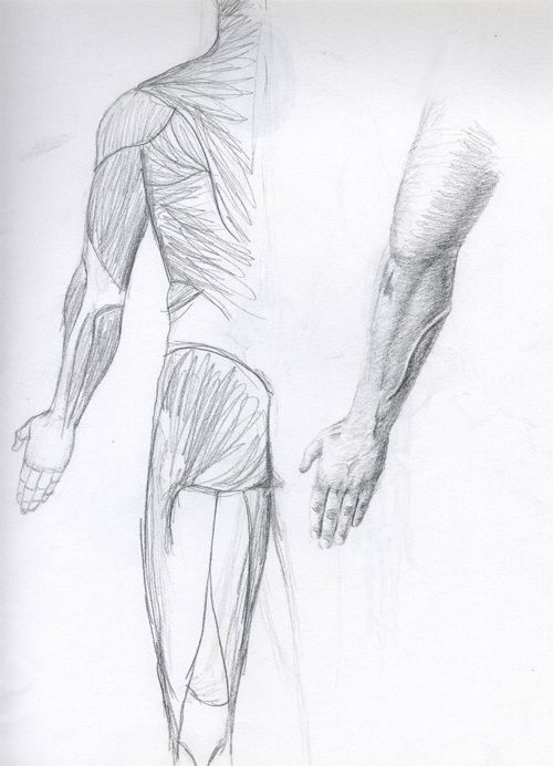 Anatomy studies, and misc. Anatomy studies, and misc.