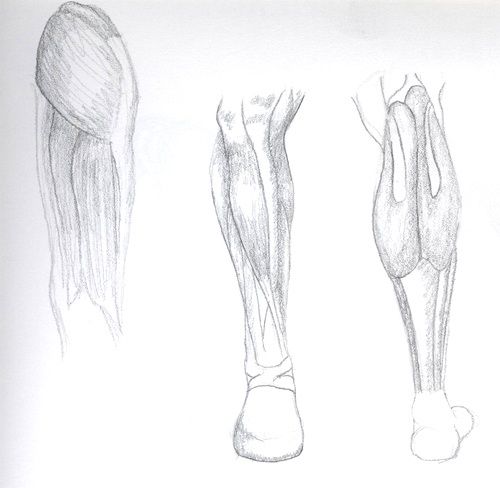 Anatomy studies, and misc. Anatomy studies, and misc.