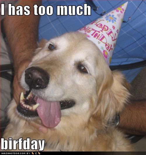 funny birthday dog pictures. happy irthday funny dog.