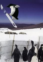 pinguino Pictures, Images and Photos