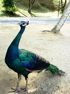 A peacock invaded our breakfast.. Ashley ended up giving her whole donut to him..