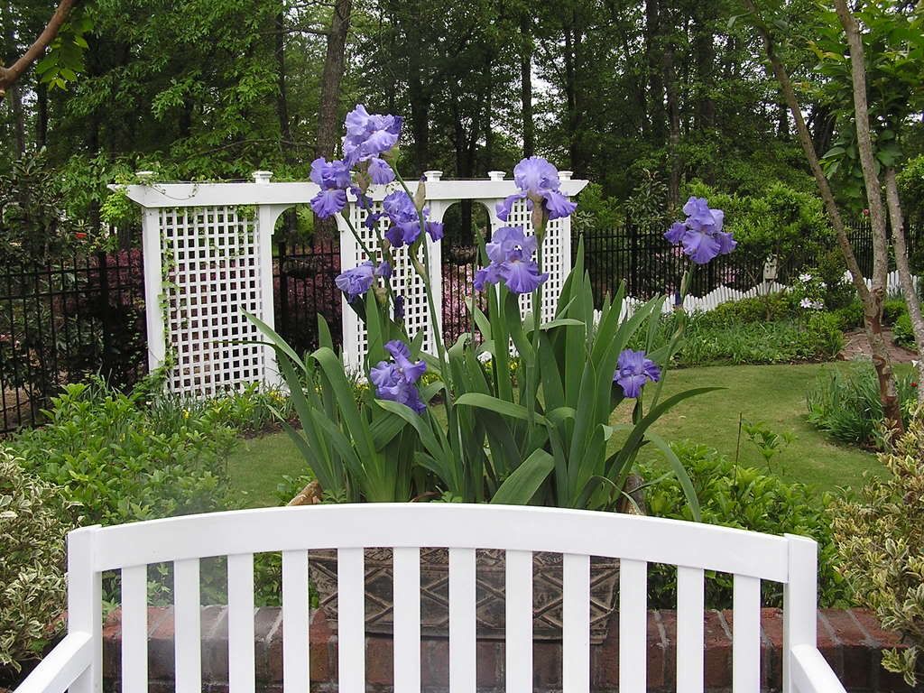 Can you grow irises in pots?