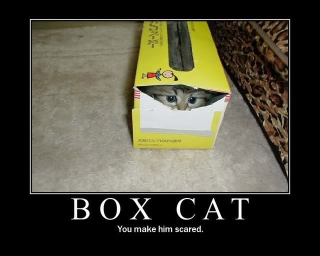 [Image: BoxCat.jpg]