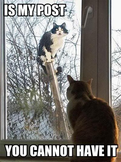 [Image: LolCatRenderer-13.jpg]