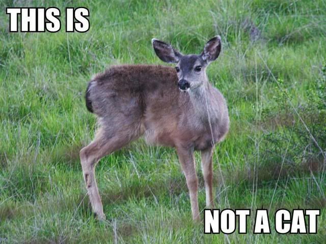 [Image: LolCatRenderer-5.jpg]