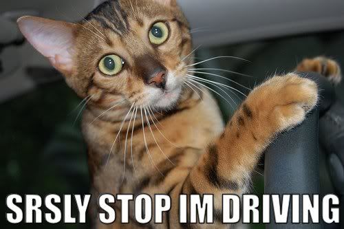[Image: drivingcat.jpg]