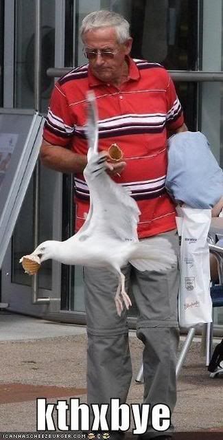 [Image: funny-pictures-bird-steals-ice-crea.jpg]