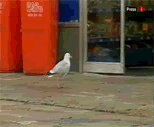 [Image: funnybird-1-1.gif]