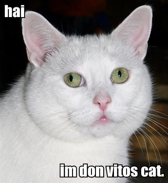 [Image: hai-im-don-vitos-cat.jpg]